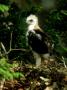 Ornate Hawk-Eagle, Chick, Mexico by Patricio Robles Gil Limited Edition Print