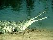 Gharial, Madras, India by Chris Perrins Limited Edition Print