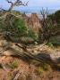 Dead And Living Trees With Sandstone Formations Behind, Western Usa by Robert Kurtzman Limited Edition Pricing Art Print