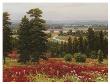 Blooms Above The Valley by Hilger Limited Edition Print