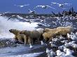 Polar Bears Gather Around Gray Whale Carcass, North Slope, Alaska, Usa by Howie Garber Limited Edition Print
