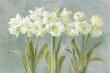 White Amaryllis by Danhui Nai Limited Edition Pricing Art Print