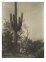 The Sahuaro Harvest, Pima by Edward S. Curtis Limited Edition Print