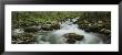 Stream Flowing Through The Forest, Great Smoky Mountains National Park, Tennessee, Usa by Panoramic Images Limited Edition Print