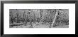 Snow Covered Trees In A Forest, Alberta, Canada by Panoramic Images Limited Edition Pricing Art Print
