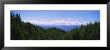 Pine Trees In A Forest, Strait Of Juan De Fuca, Vancouver Island, British Columbia, Canada by Panoramic Images Limited Edition Print