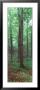 Trees In A Rainforest by Panoramic Images Limited Edition Pricing Art Print
