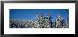 Trees, Winter Park Resort, Colorado, Usa by Panoramic Images Limited Edition Print