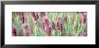 Italian Lavender by Panoramic Images Limited Edition Print
