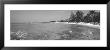 West Indies, Cayman Islands, Grand Cayman, Caribbean Sea, Trees On The Seven Mile Beach by Panoramic Images Limited Edition Print