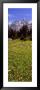 Glacier Lilies On A Field, North Folk Cascade Canyon, Grand Teton National Park, Wyoming, Usa by Panoramic Images Limited Edition Print
