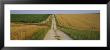 Dirt Road Passing Through A Wheat Field, Chablis, France by Panoramic Images Limited Edition Print