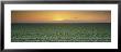 Lettuce Field At Sunset, Fresno, San Joaquin Valley, California, Usa by Panoramic Images Limited Edition Print