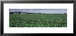 Red Barn In A Soybean Field by Panoramic Images Limited Edition Pricing Art Print
