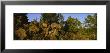 Bobcat Standing On A Rock, Flathead National Forest, U.S. Glacier National Park, Montana, Usa by Panoramic Images Limited Edition Print