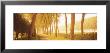 Rural Tree Lined Road, Belgium by Panoramic Images Limited Edition Print