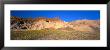 Wild Flowers Grown In The Valley, Death Valley National Park, Nevada, California, Usa by Panoramic Images Limited Edition Print