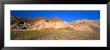 Wild Flowers Grown In The Valley, Death Valley National Park, Nevada, California, Usa by Panoramic Images Limited Edition Pricing Art Print