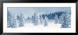 Fresh Snow On Pine Trees, Taos County, New Mexico, Usa by Panoramic Images Limited Edition Pricing Art Print