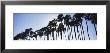 Toddy Palms Near Mahabalipuram Tamil Nadu, Southern India by Panoramic Images Limited Edition Print