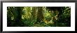 Hoh Rain Forest, Olympic National Park, Washington State, Usa by Panoramic Images Limited Edition Pricing Art Print