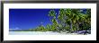 Beach With Palm Trees, Bora Bora, Tahiti by Panoramic Images Limited Edition Print