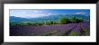 Flowers In Field, Lavender Field, La Drome Provence, France by Panoramic Images Limited Edition Print
