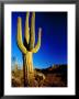 Saguaro At Sunset, Valley View Overlook Trail, Saguaro National Park, Arizona by Witold Skrypczak Limited Edition Print