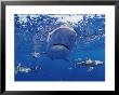 A Gray Reef Shark Swims Toward The Camera by Bill Curtsinger Limited Edition Print