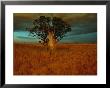 A Boab Tree by Sam Abell Limited Edition Pricing Art Print