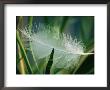 A White Swan Feather Lies Caught In Some Reeds At The Edge Of A Pond by Stephen St. John Limited Edition Print