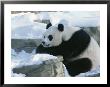 A Panda In The Snow At The National Zoo In Washington, Dc by Taylor S. Kennedy Limited Edition Print
