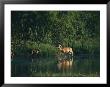 White-Tailed Deer Enjoy Year-Round Asylum At The Aransas Refuge In Coastal Texas by Farrell Grehan Limited Edition Print