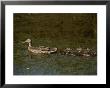 A Northern Pintail Duck Leads Her Brood Through The Water by Bates Littlehales Limited Edition Print
