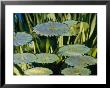 Water Lily Pads On The Surface Of A Chicago Botanic Garden Pool by Paul Damien Limited Edition Print