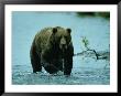 A Kodiak Brown Bear Emerges From The Water by George F. Mobley Limited Edition Print