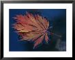 A Single Fallen Japanese Maple Leaf Floats In The Water by Darlyne A. Murawski Limited Edition Print