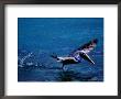 Brown Pelican (Pelecanus Occidentalis) Taking Flight, Ecuador by Richard I'anson Limited Edition Pricing Art Print
