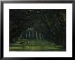 A Man Leads His Horse At Oak Alley, An Antebellum Sugar Plantation by James L. Stanfield Limited Edition Print
