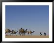 Camel Caravans Cross The Desert To Trade Salt, Sahara Desert, Niger by Michael S. Lewis Limited Edition Print