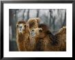 Bactrian Camels At The National Zoo by Vlad Kharitonov Limited Edition Pricing Art Print