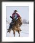 Cowboy Cantering Through Snow On Chestnut Red Dun Quarter Horse Gelding, Berthoud, Colorado, Usa by Carol Walker Limited Edition Print