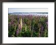 Maine Wetlands by Stephen St. John Limited Edition Print