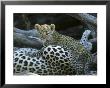 A Leopard Cub, Panthera Pardus, Prepares To Nurse by Beverly Joubert Limited Edition Print