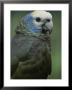 A Portrait Of A St. Vincent Parrot (Amazon Guildindii) by Michael Melford Limited Edition Print