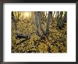 Aspen Trees Stand Above A Carpet Of Fallen Leaves by Phil Schermeister Limited Edition Print