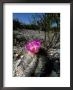 A Flowering Barrel Cactus by George Grall Limited Edition Print