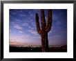 Saguaro Cactus by Phil Schermeister Limited Edition Print