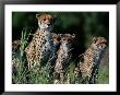 A Group Of African Cheetahs Sitting In The Grass by Chris Johns Limited Edition Pricing Art Print