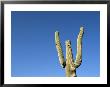 Saguaro Cactus Against A Brilliant Blue Sky by John Burcham Limited Edition Print